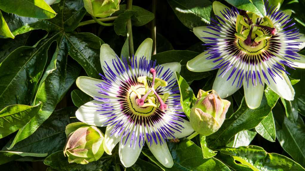 Die Passionsblumen mit ihrem einzigartigem Muster.
