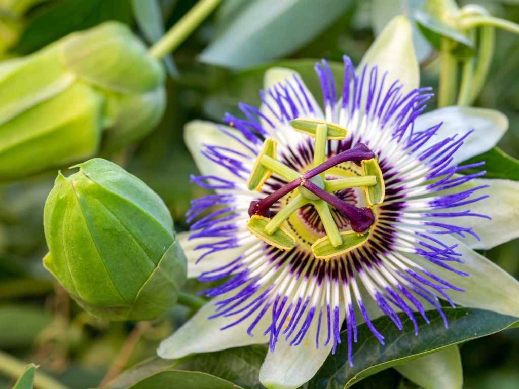 Die bekannteste genießbare Passionsblume ist die schmackhafte Maracuja. Allerdings gibt es einige Arten, die für Mensch und Tier weniger bekömmlich sind.