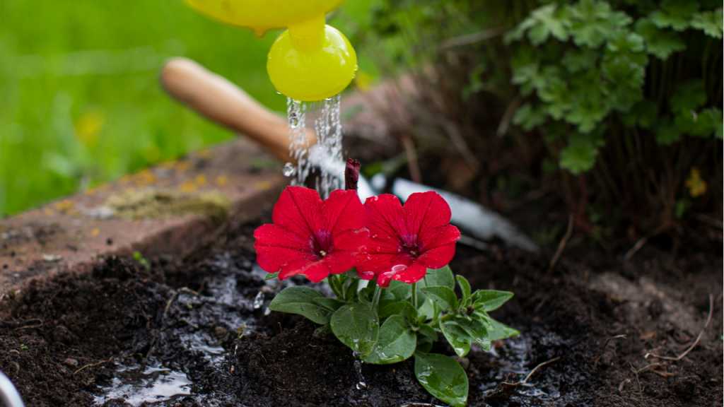 Petunien bevorzugen Regenwasser, das von einem Fass in die Kanne umgefüllt wird.