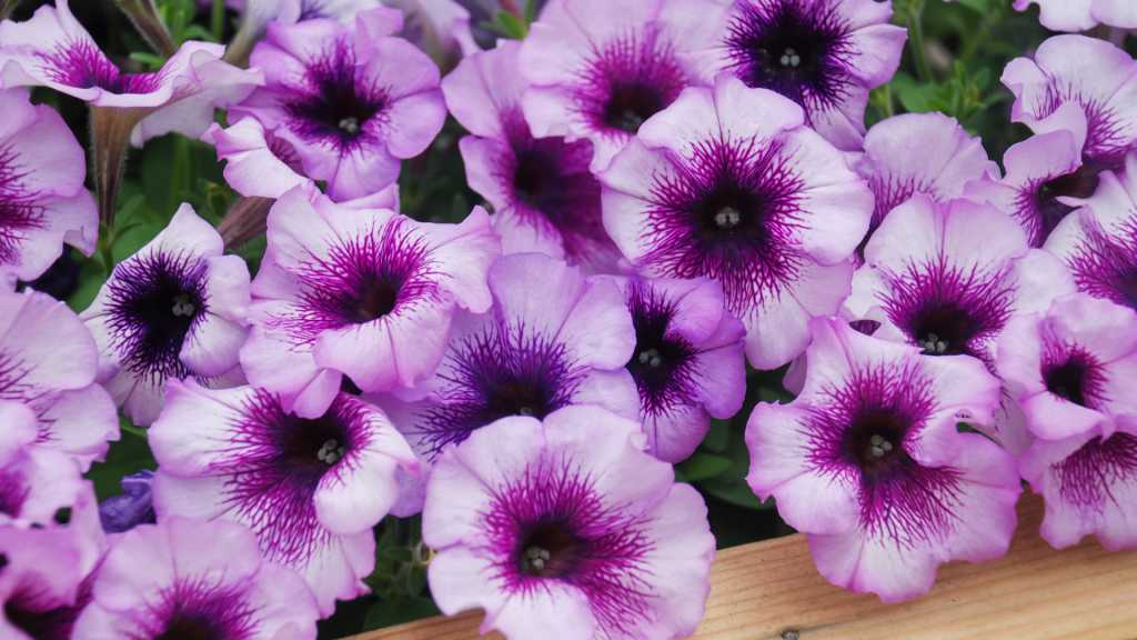 Petunien gehören zu den Terrassenpflanzen, die den ganzen Sommer über viele Blüten bilden.