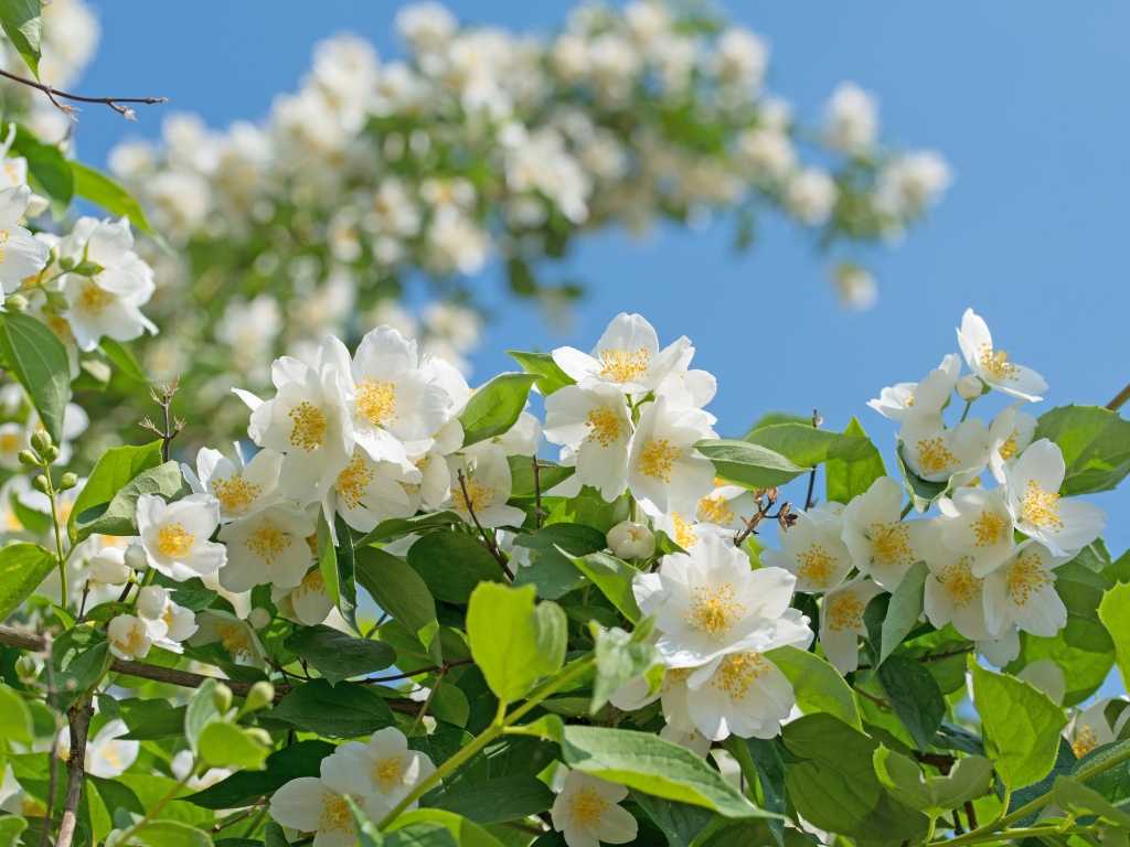 Falscher Jasmin