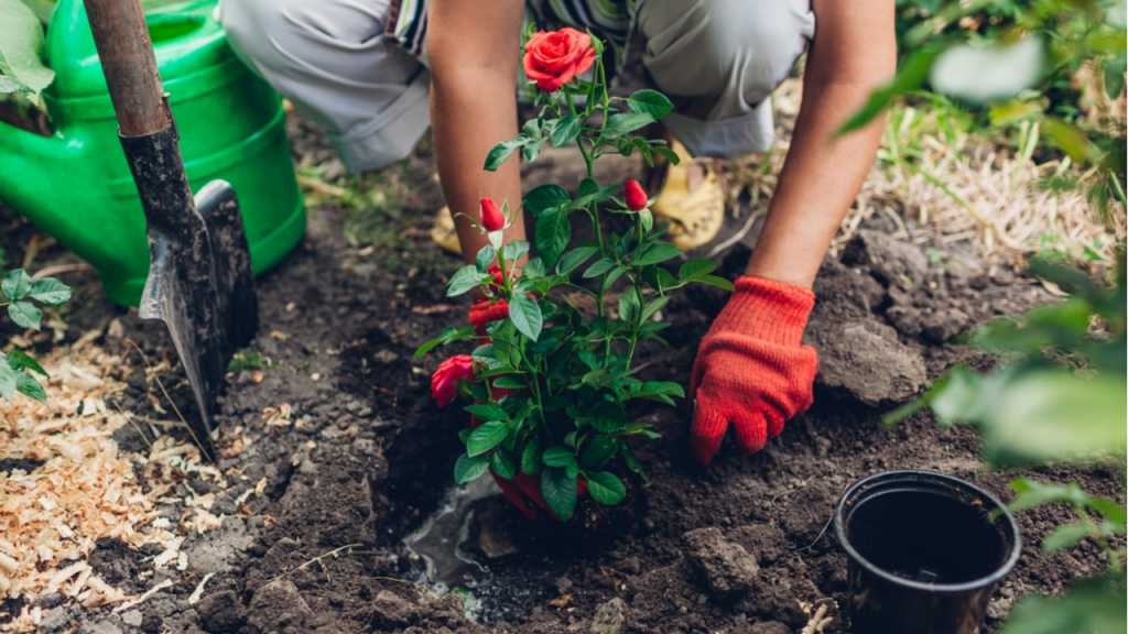 Das Pflanzloch kann man nach dem Setzen der Rose mit einer speziellem Substrat füllen.