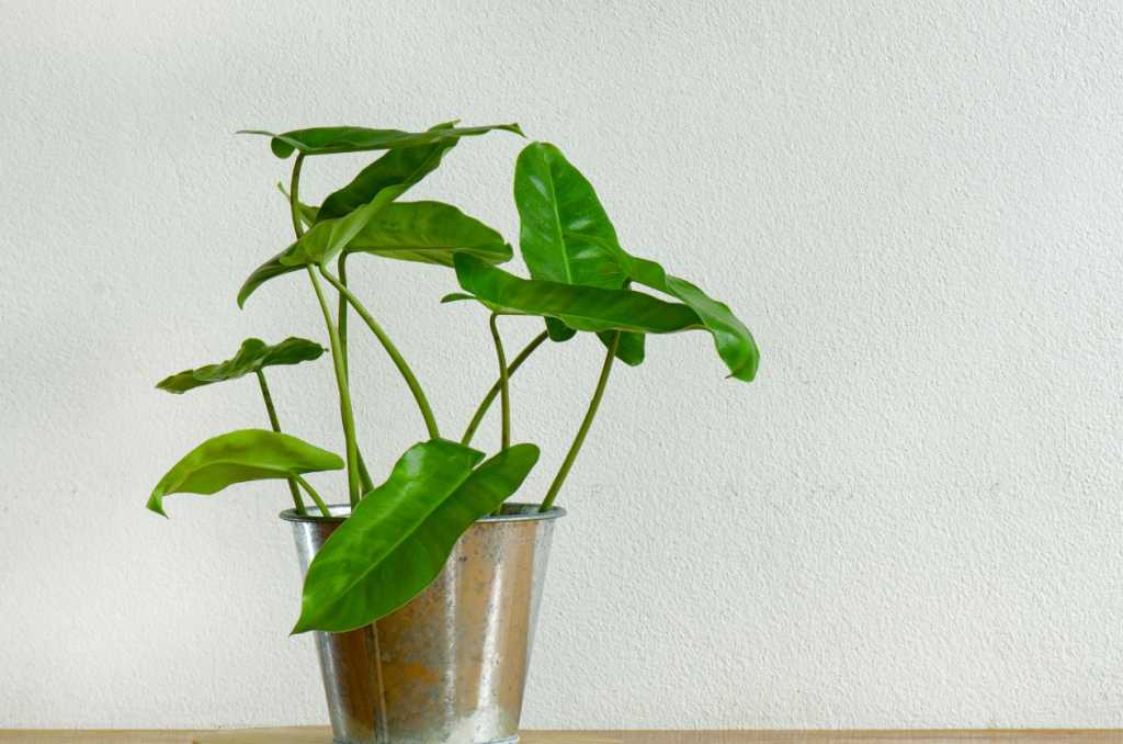 Philodendron