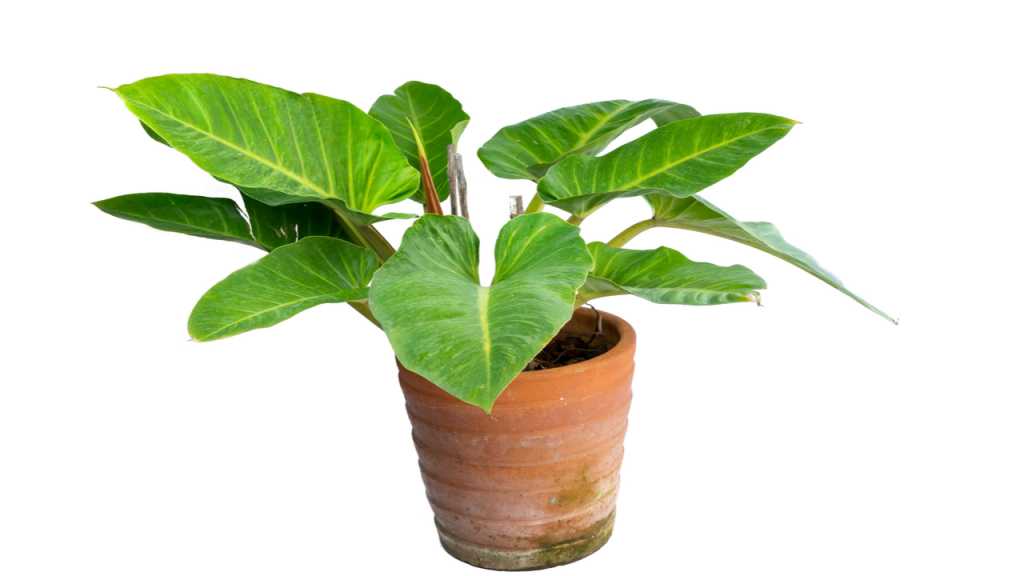 Es ist wichtig, bei der Philodendron Pflege Staunässe zu vermeiden. Beachtet man einige Punkte, gedeiht die Pflanze im Badezimmer prächtig.