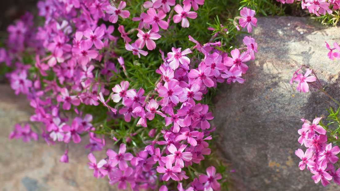 Pinker blühender Polsterphlox