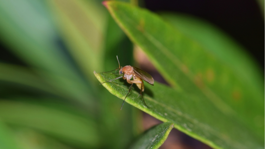 Pilzmücken sind eine sehr lästige Insektenart- sie sind jedoch ungefährlich.
