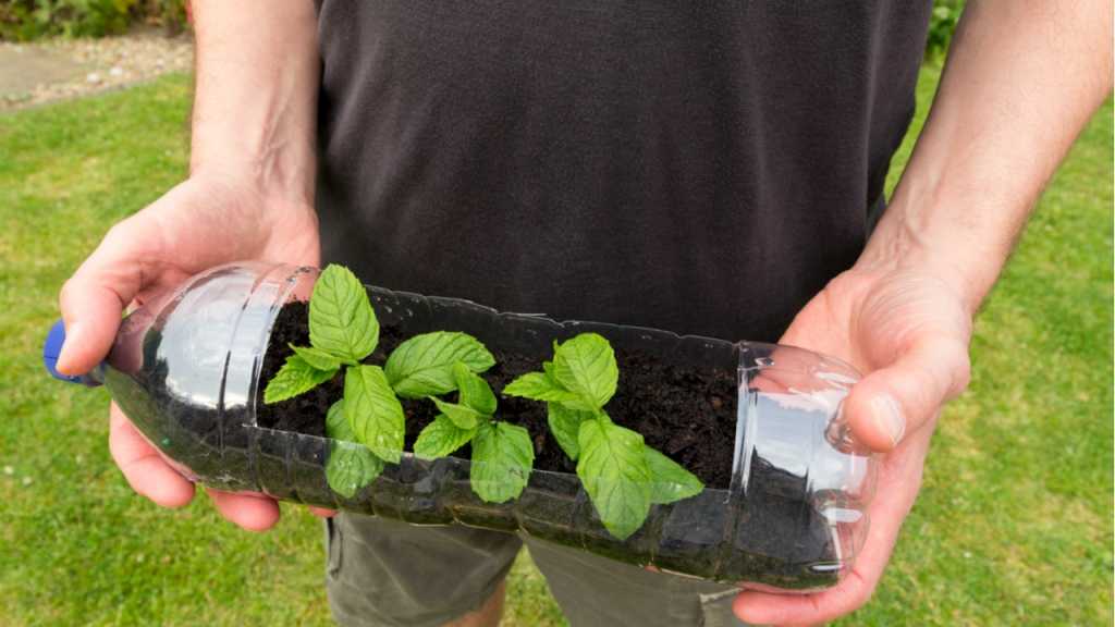 Gewächshaus in einer Plastikflasche