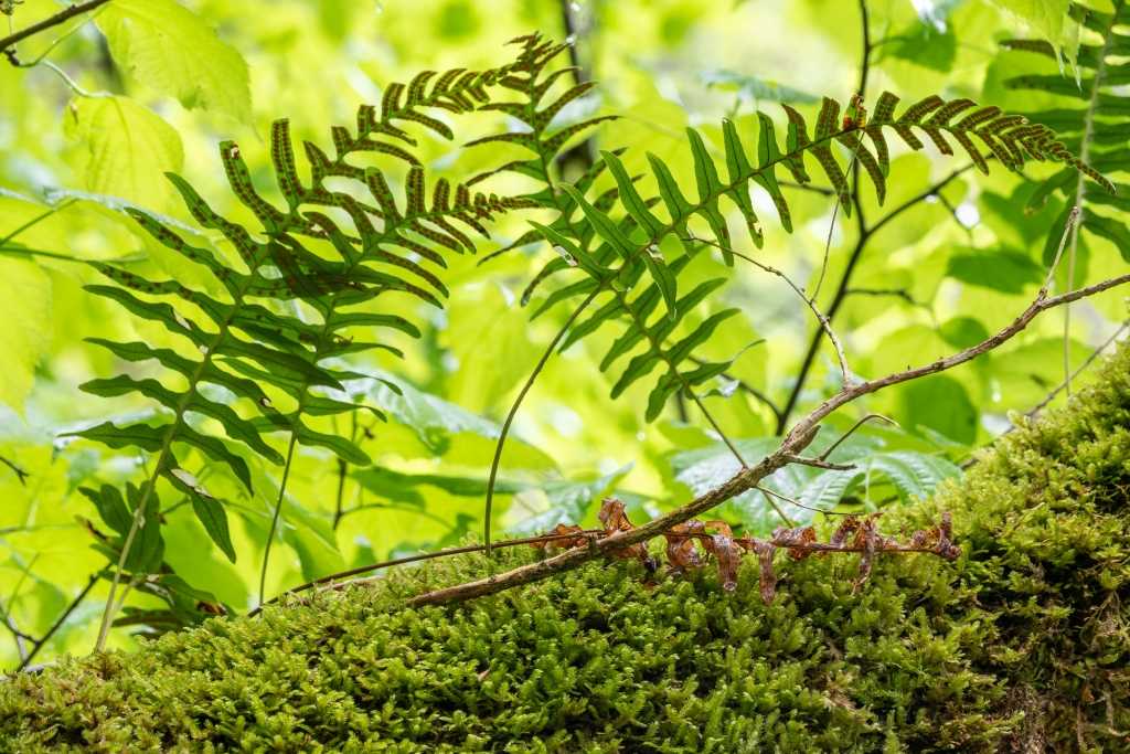 Polypodium vulgare