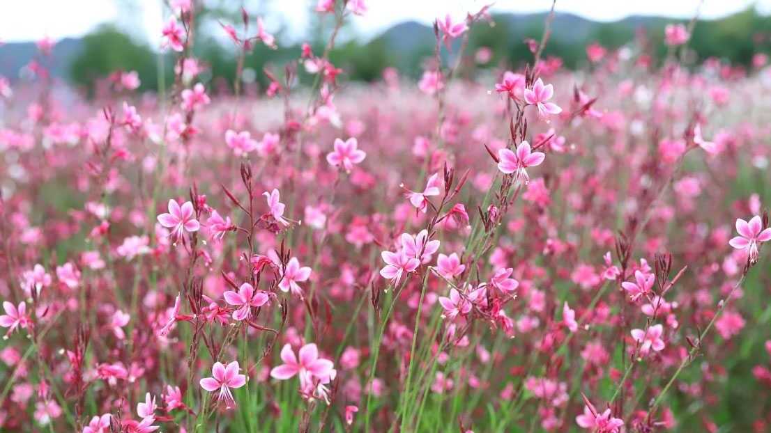 Prachtkerze (Gaura lindheimeri)