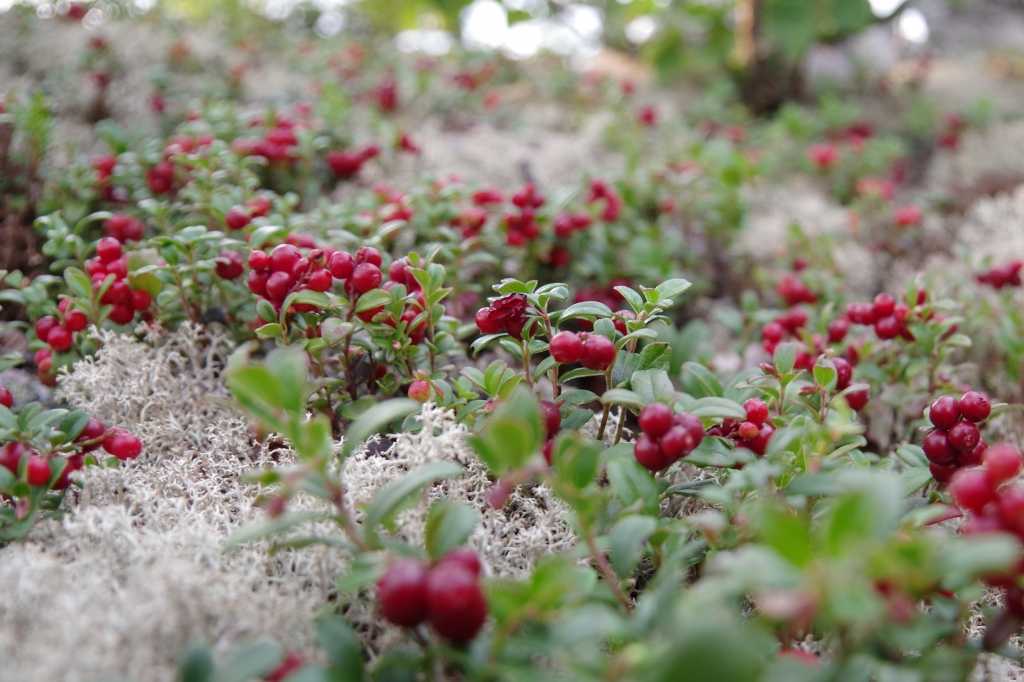 Preiselbeere