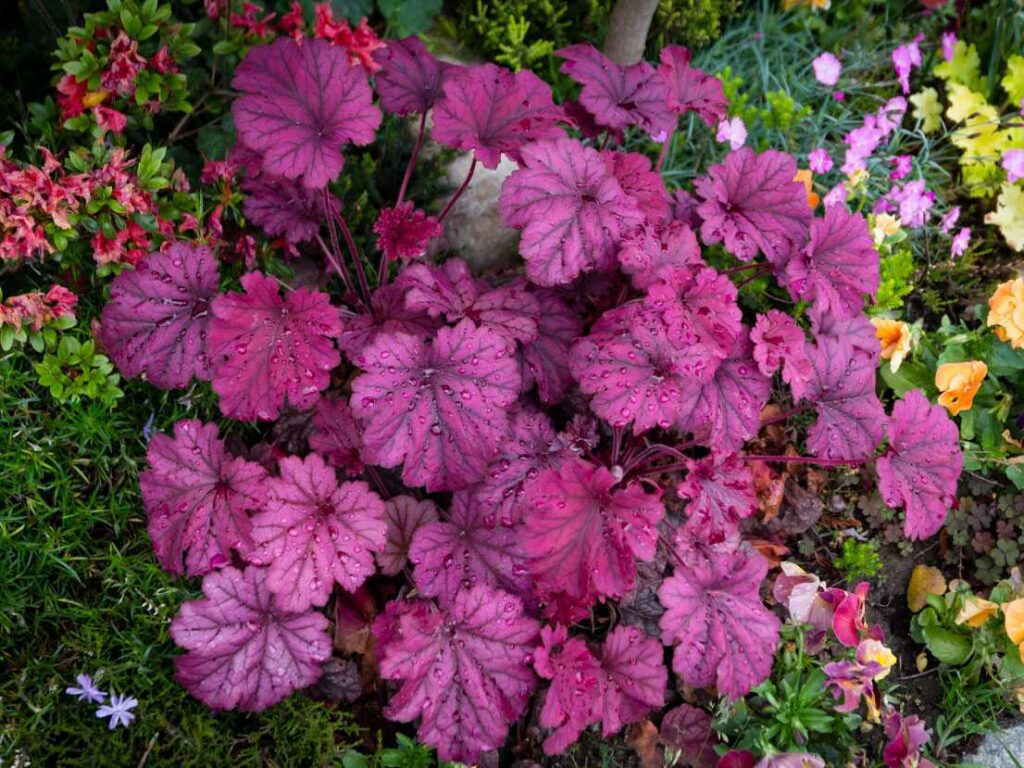 Die Blüten des Bodendeckers Purpurglöckchen sind eine wahre Augenweide, immergrün und immer in Farbe.
