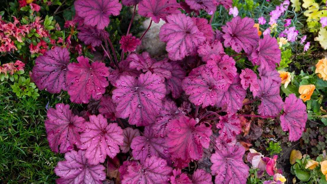 Die Blüten des Bodendeckers Purpurglöckchen sind eine wahre Augenweide, immergrün und immer in Farbe.