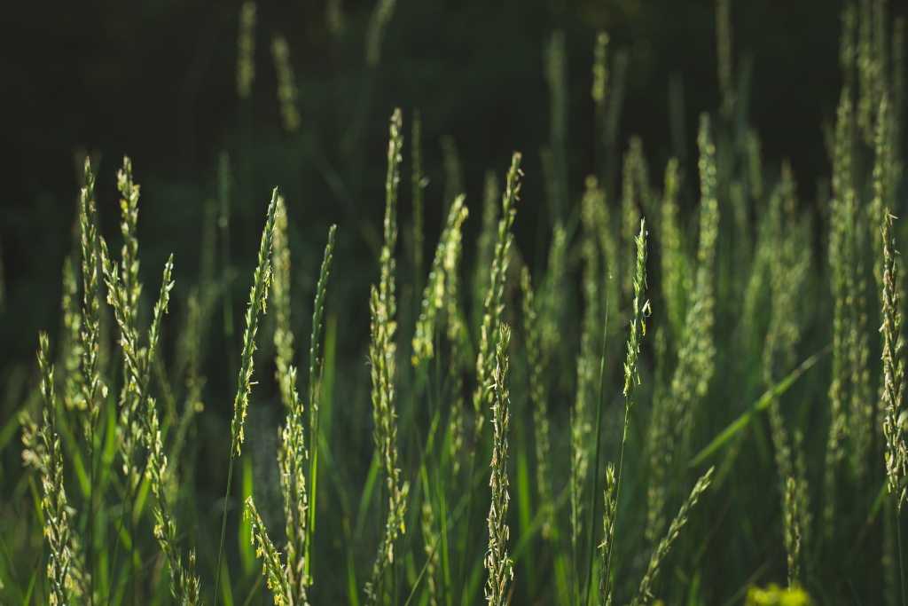 Quecke im Rasen