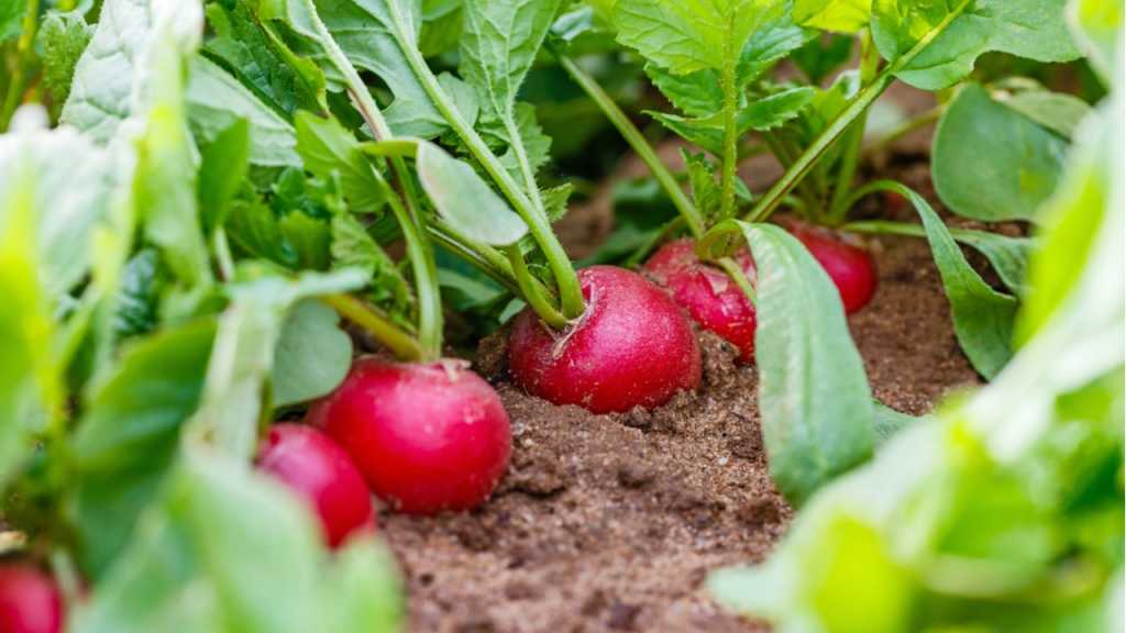 Sobald die rote Knollenwurzel am Blättchenansatz zu sehen ist, kann man die Radieschen ernten.