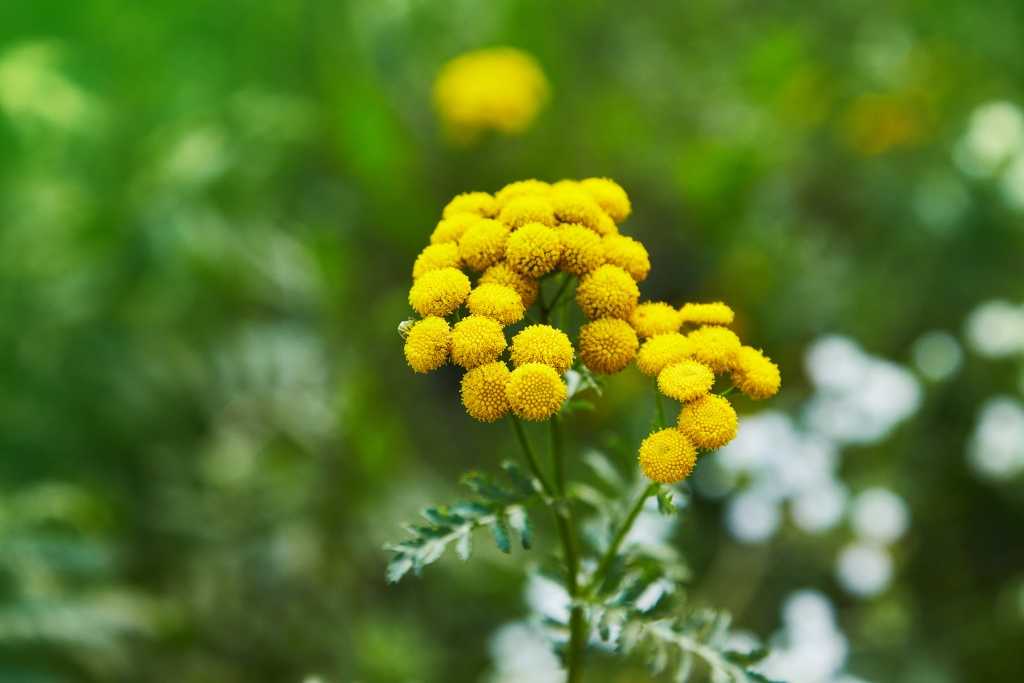 Rainfarn