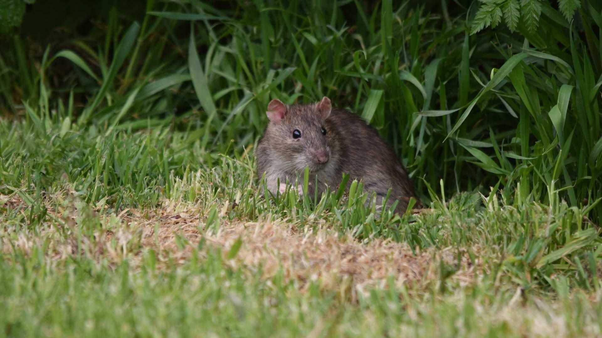 Ratte sitzt im Rasen