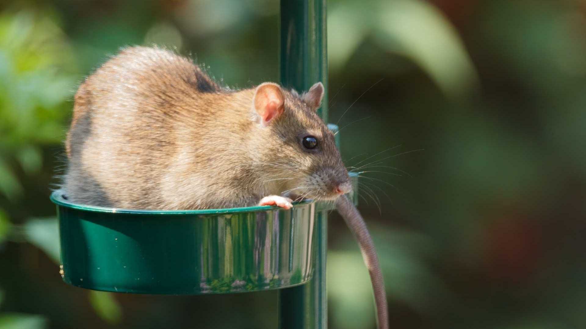 Ratte isst Vogelfutter.