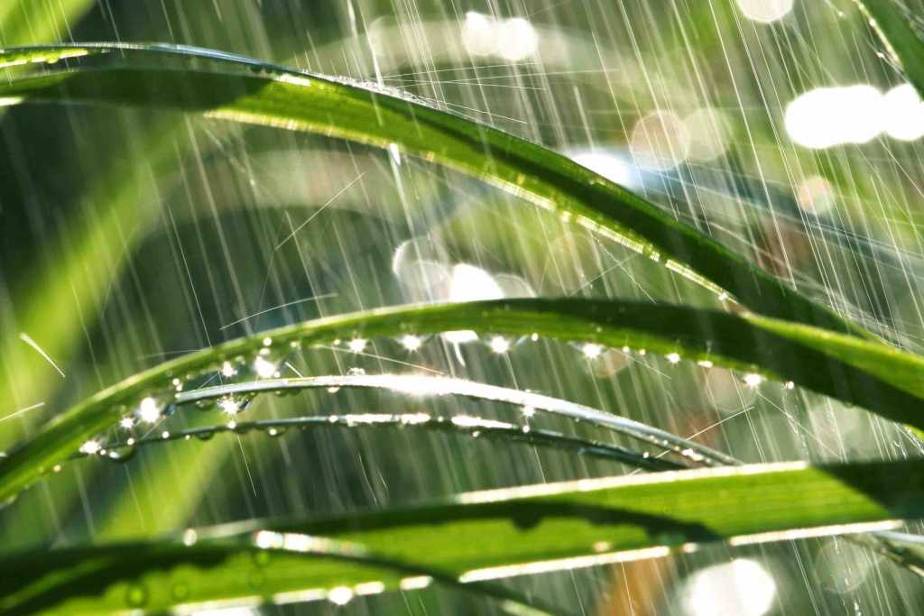 Rasen düngen ohne regen: Geht das?