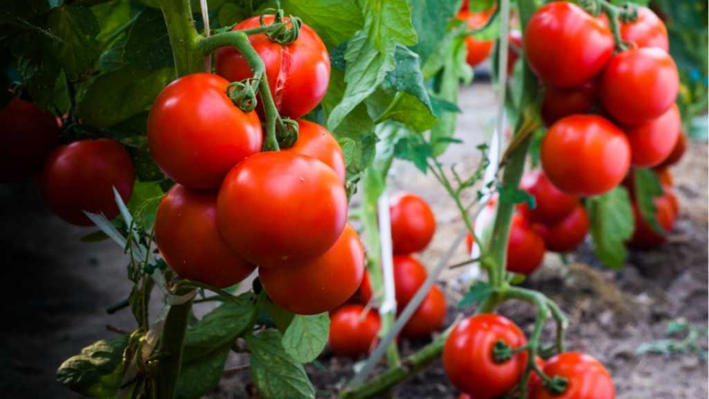 Gärtner können üppige Tomaten nur durch regelmäßiges Beschneiden aus den Pflanzen ziehen.
