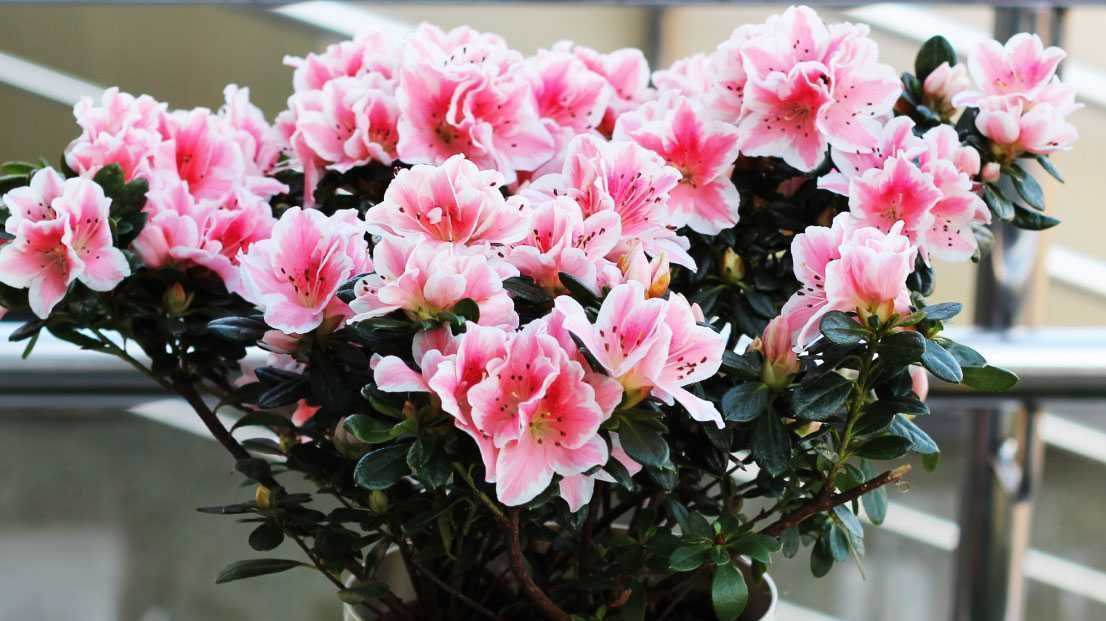 Rosblättriger Rhododendron Strauch im Garten