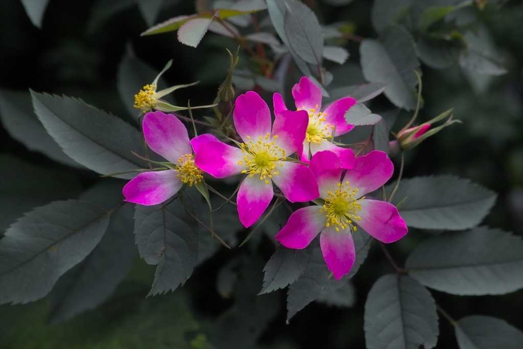 Wildrose