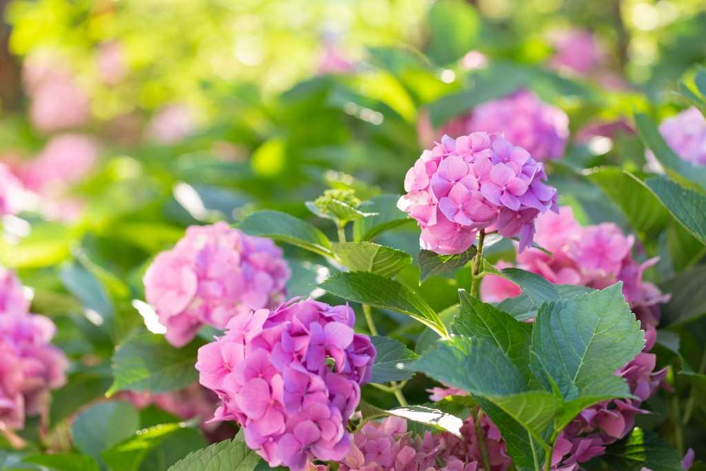 Rosa Hortensien