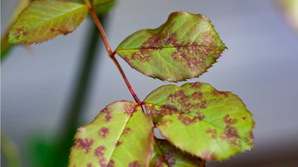 Bei einem massivem Pilzbefall der Rosen ist der Einsatz chemischer Mittel die einzig wirksame Erste-Hilfe-Maßnahme.