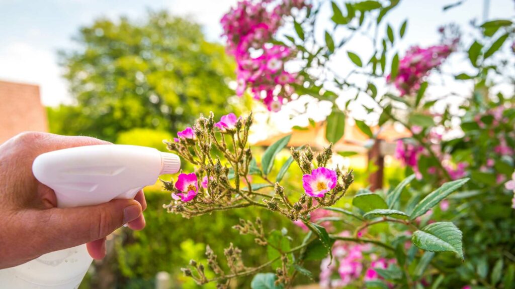 Frau benetzt Rosen mit Düngemittel