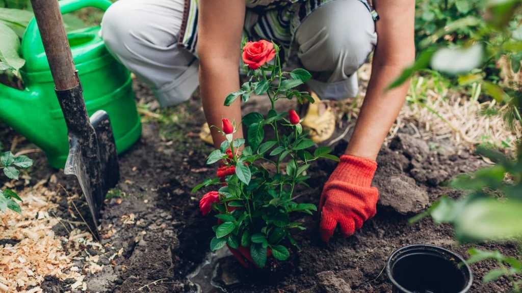Blume wird in die Erde gepflanzt