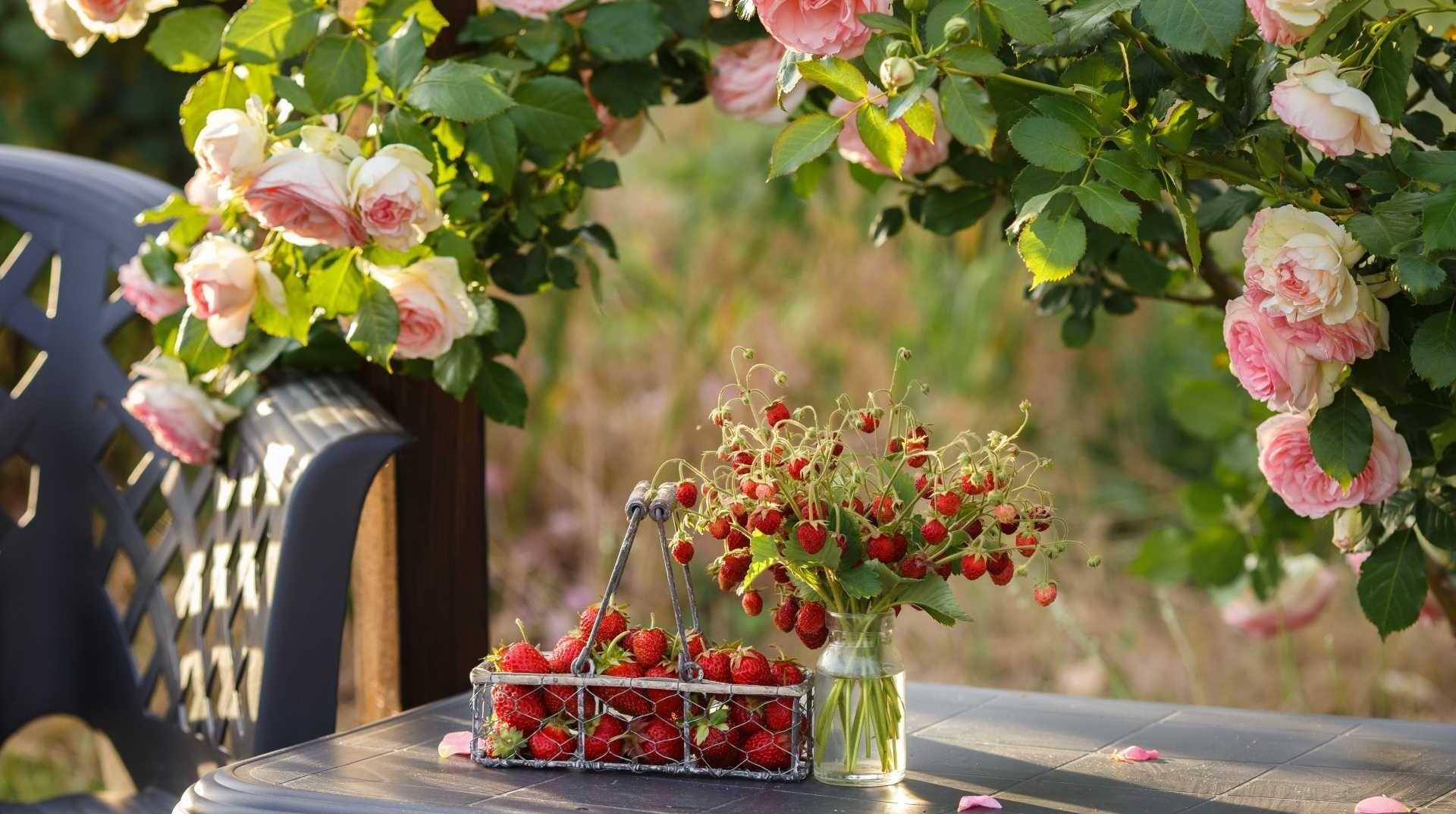 Rosen im Garten mit Erdbeeren auf dem Tisch