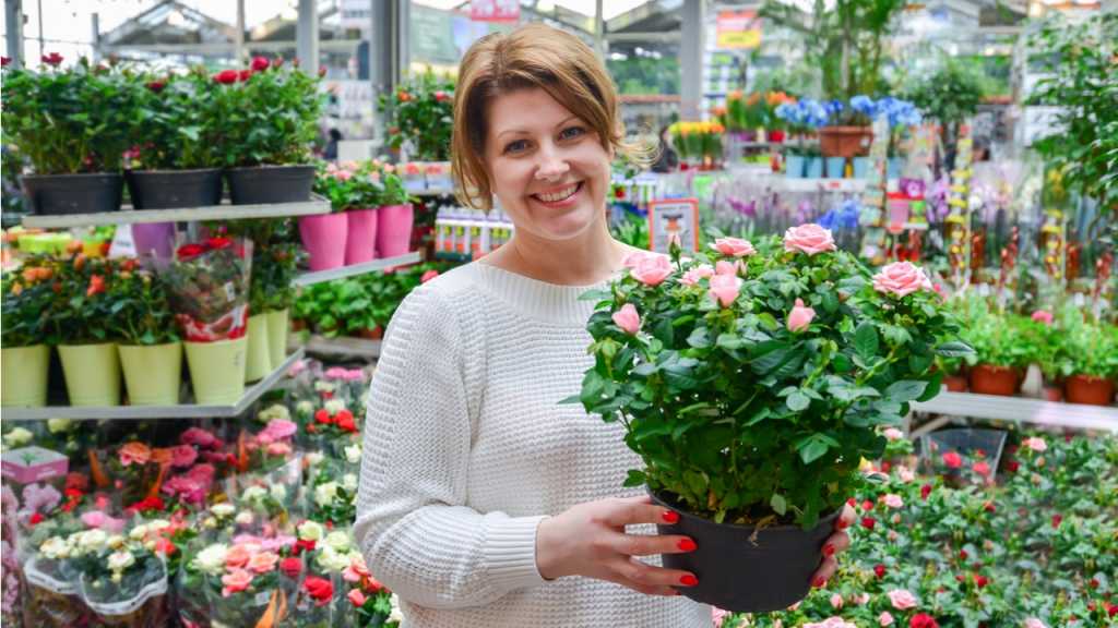 Als Anfänger ist es gut sich im Pflanzenfachgeschäft über den Rosenanbau zu informieren.