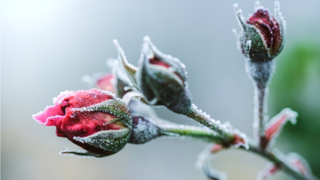 In der kalten Jahreszeit ist es wichtig Rosen mit dickem Vlies oder Kompost zu schützen.