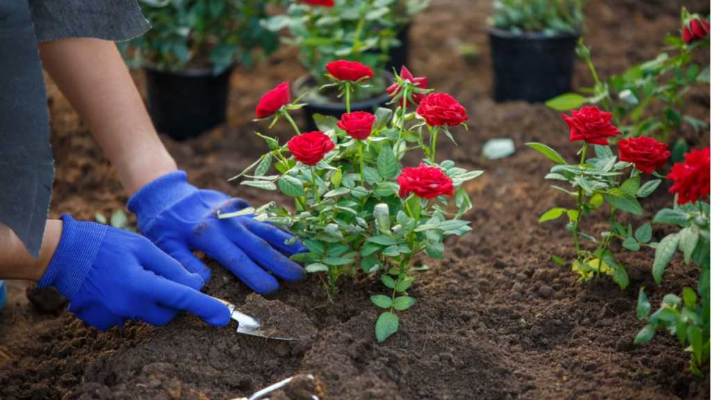 In nördlichen Regionen sollte der Rosenanbau im Frühjahr beginnen.