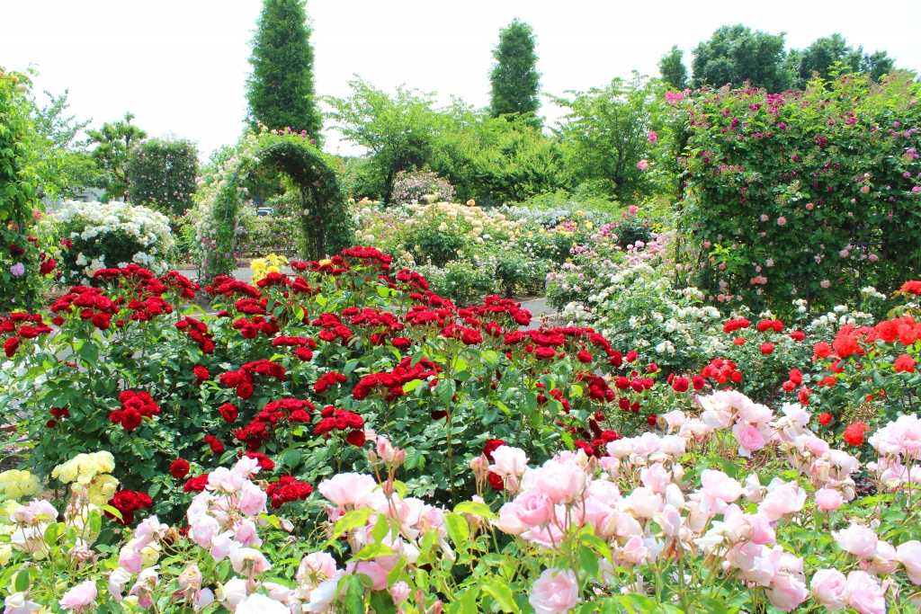 Rosengarten