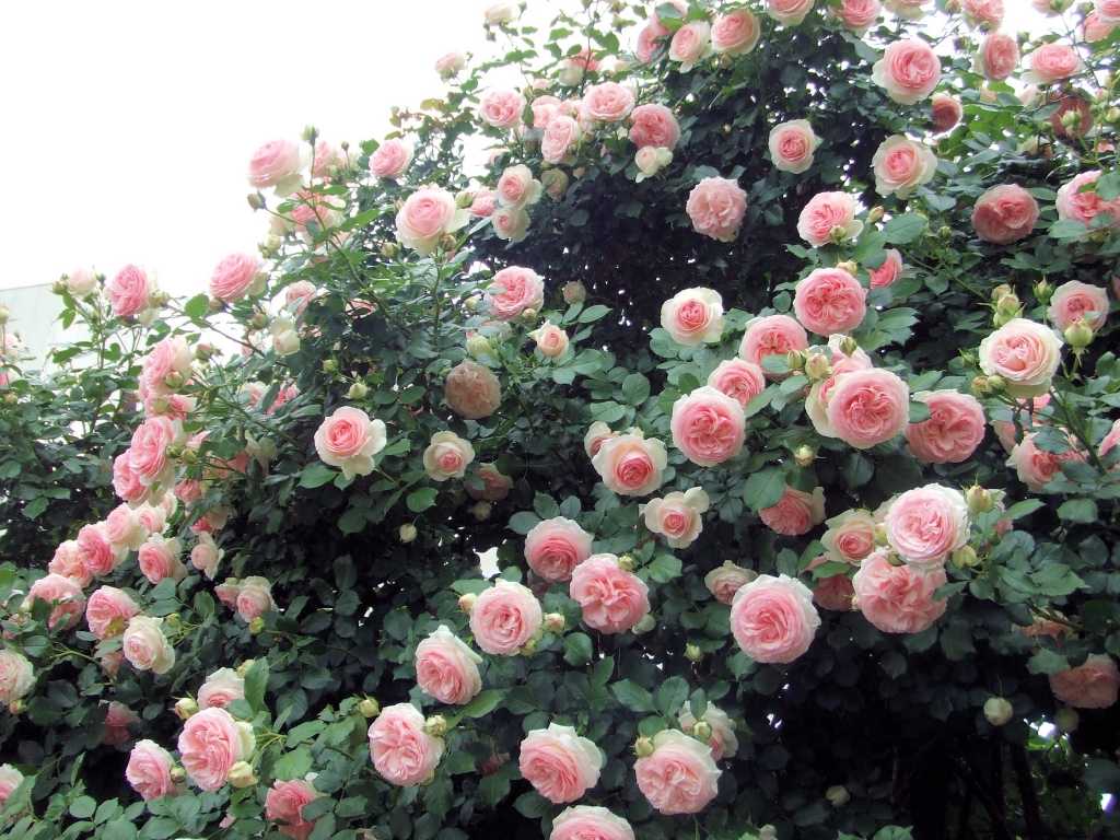 Rosenhecke