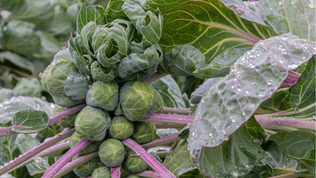 Rosenkohl ist ein Wintergemüse, dem Frost nichts anhaben kann.