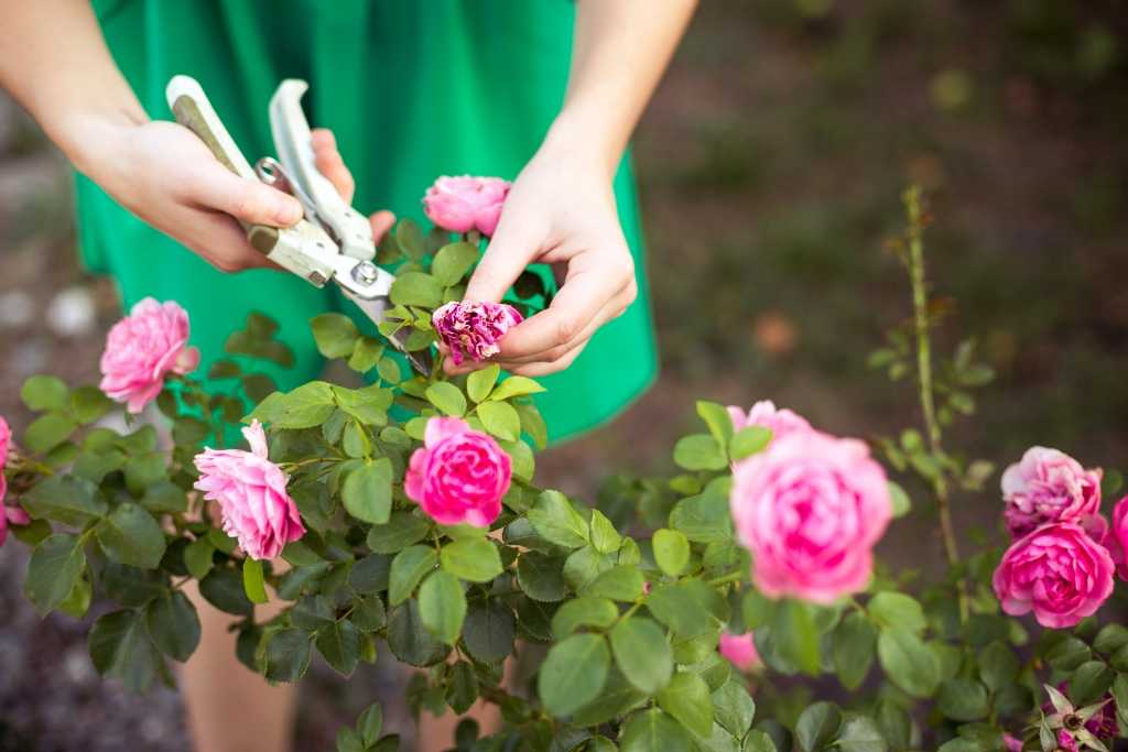 Frau schneidet Rosen
