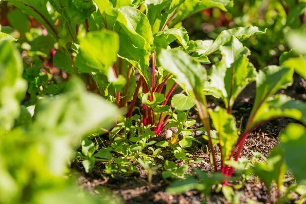 Rote Beete