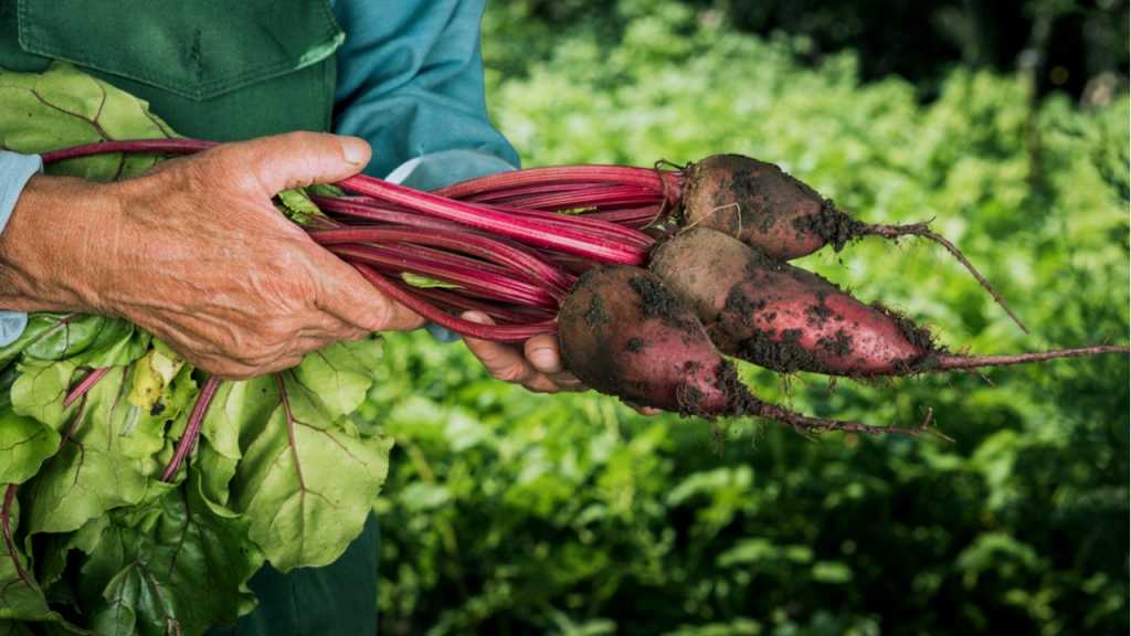 Rote Beete ist ein Gemüse, das vielseitig verwendbar und sehr gesund ist.