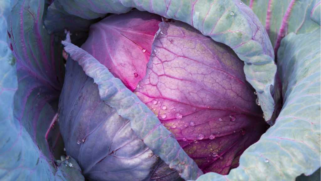 Spätsorten vom Wintergemüse Rotkohl sind Marner Lagerrot oder Autoro F1.