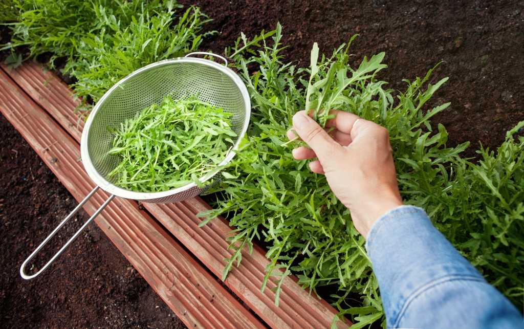 Rucola Ernte