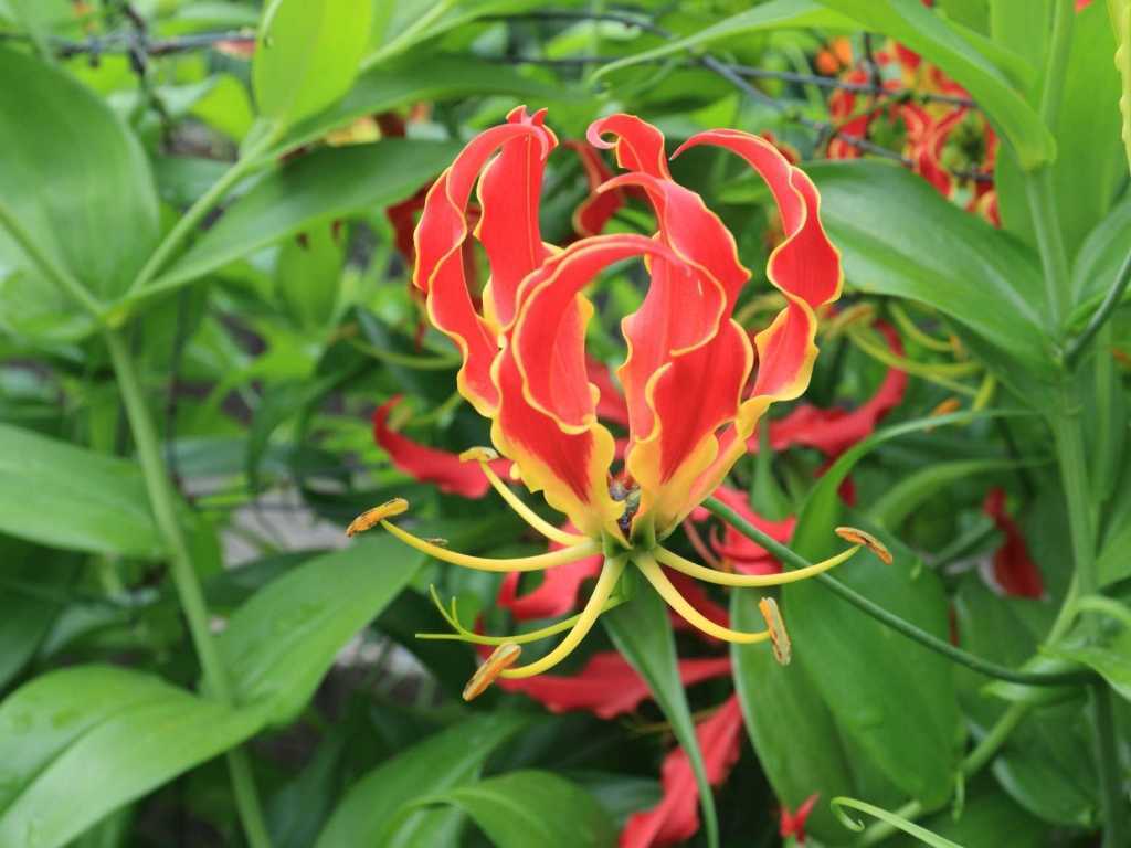 Zwei Sorte dieser Prachtlilie (Gloriosa superba, Gloriosa rothschildiana) gelten als giftig und sind von Hunden fern zuhalten.