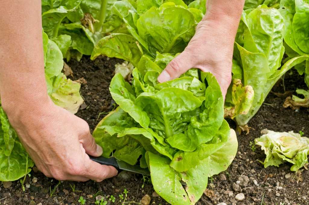 Salat ernten