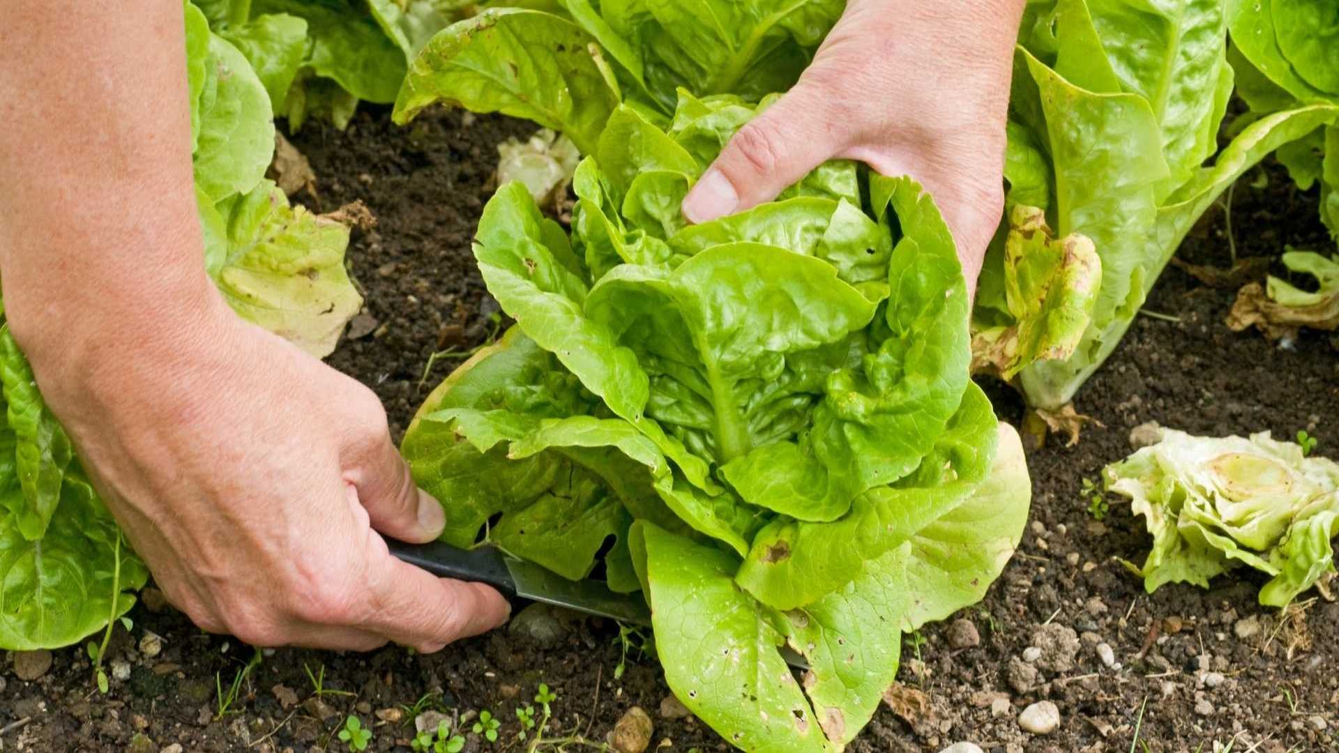 Salat ernten