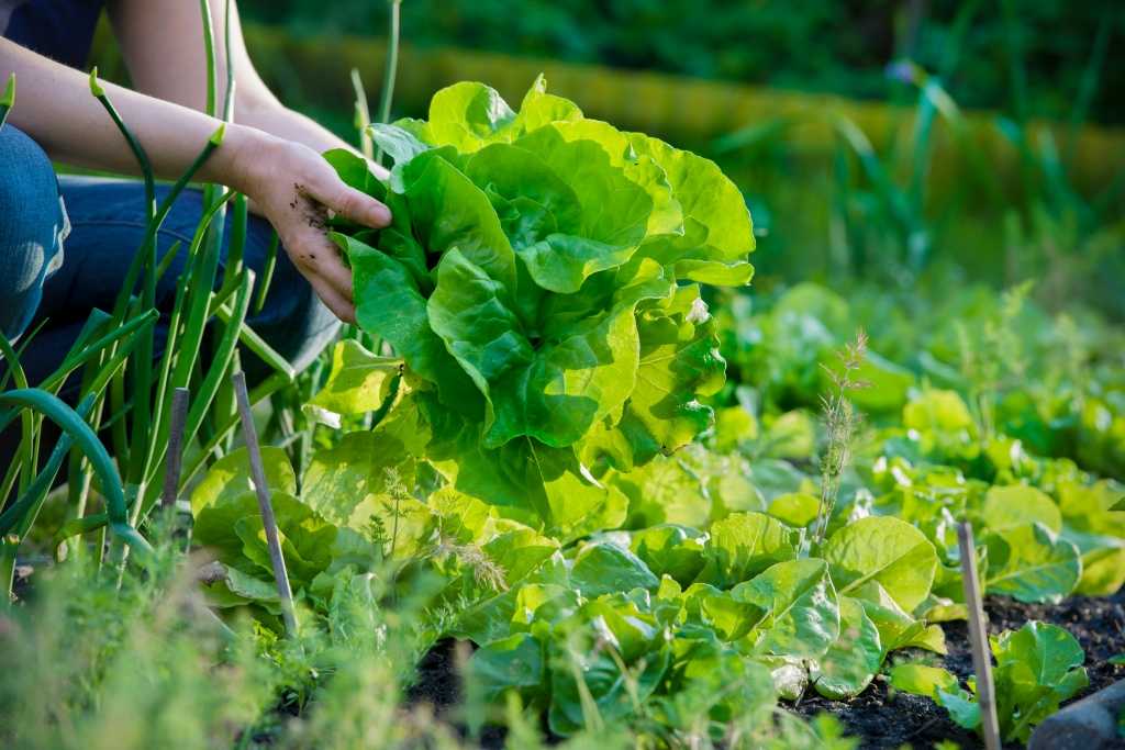Frau erntet Salat