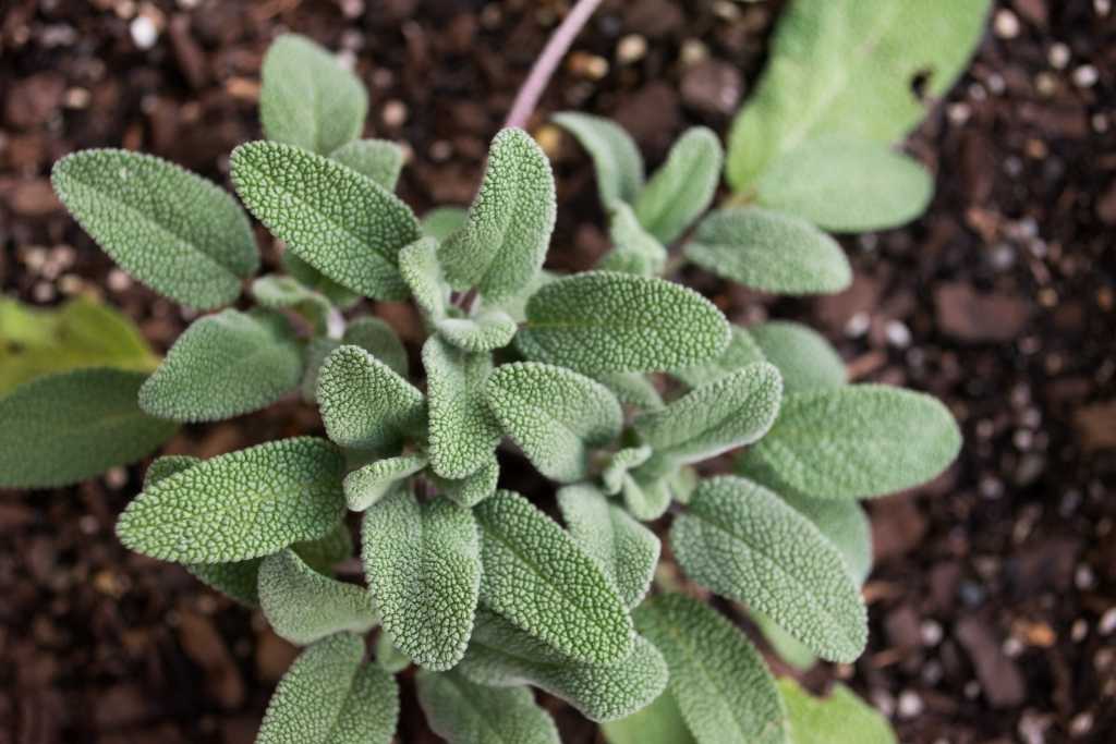 Salbei