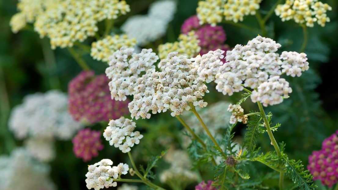 Schafgarbe (Achillea millefolium)