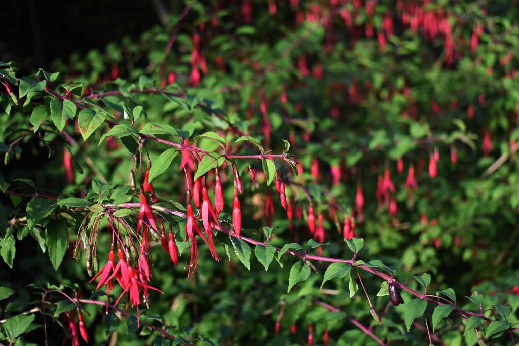 Scharlachfuchsie
