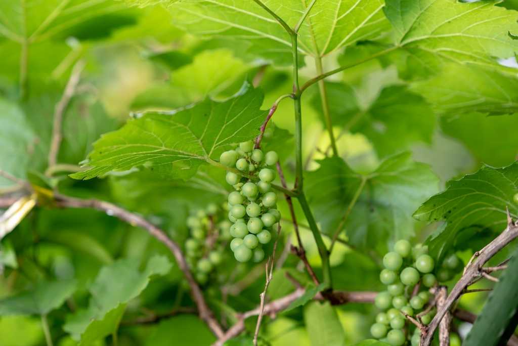 Scharlachwein