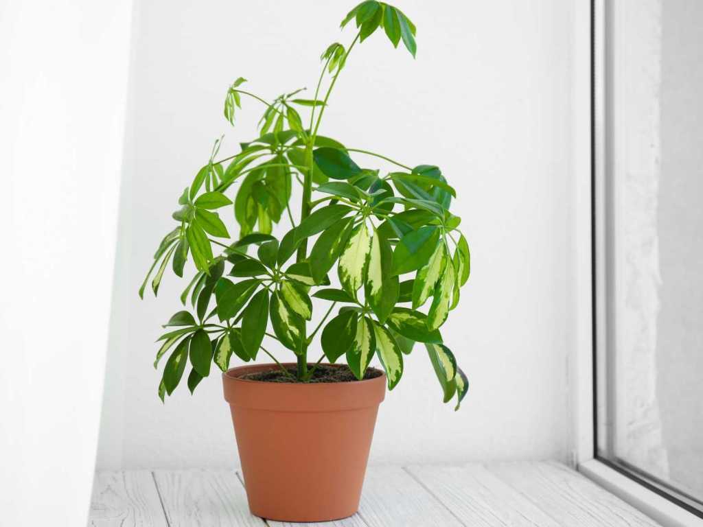 Obwohl die Schefflera dafür bekannt ist, Raumgifte zu filtern, ist sie selbst leicht toxisch